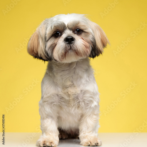 Confident Shih Tzu puppy looking forward and sitting © Viorel Sima