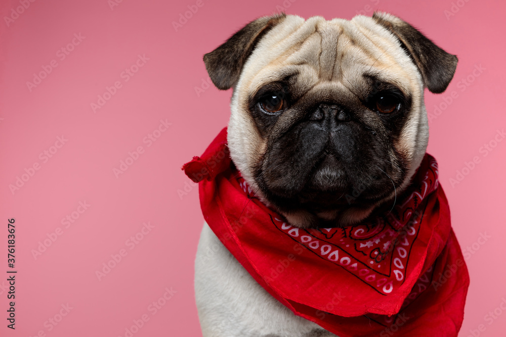 portrait of a little cute pug dog with fawn fur portrait of a little cute pug dog with fawn fur