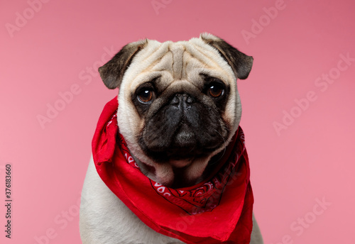 pug dog with big humble eyes wearing red bandana