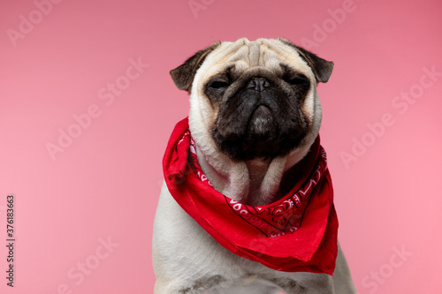 pug dog wearing red bandana and closing his sleepy eyes