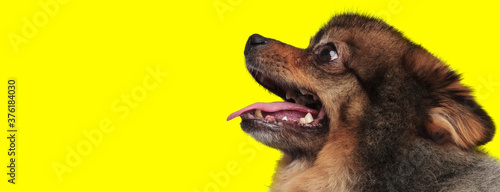 Side view of dutiful Pomeranian panting and begging