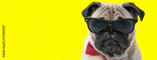 Bothered Pug wearing sunglasses and bowtie, looking forward © Viorel Sima