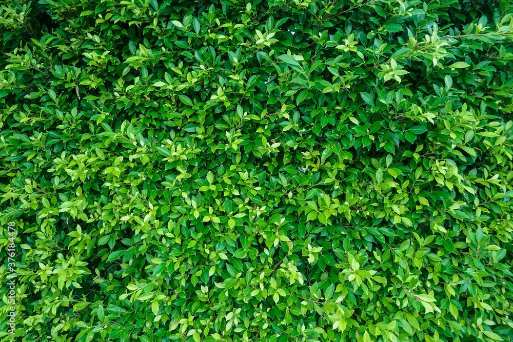 Green Leaves wall texture background Green Leaves wall texture background