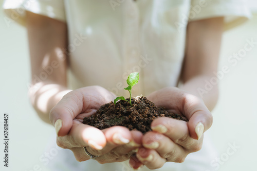 Woman's hand holding sprout plant, seedling plant 