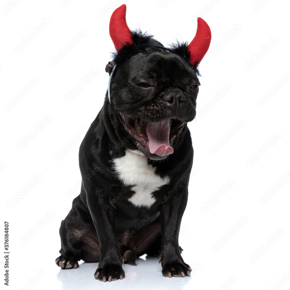 Sleepy French Bulldog puppy wearing devil horns and yawing