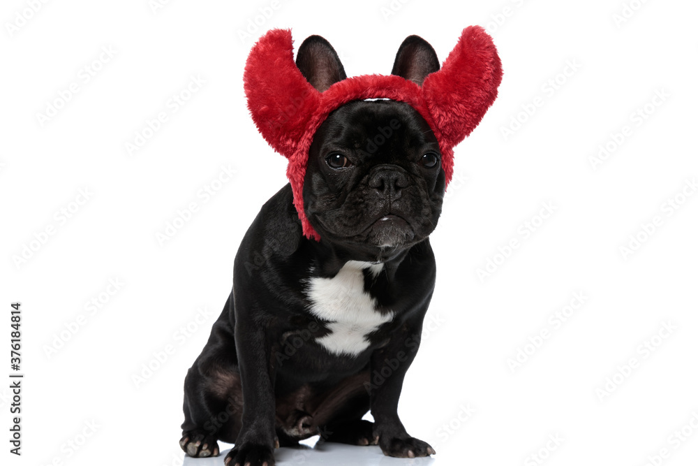 Tough French Bulldog puppy wearing devil horns and being upset