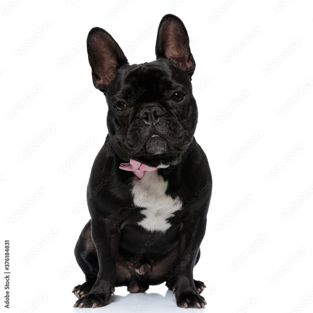 Confident French Bulldog puppy wearing bowtie and looking forward,