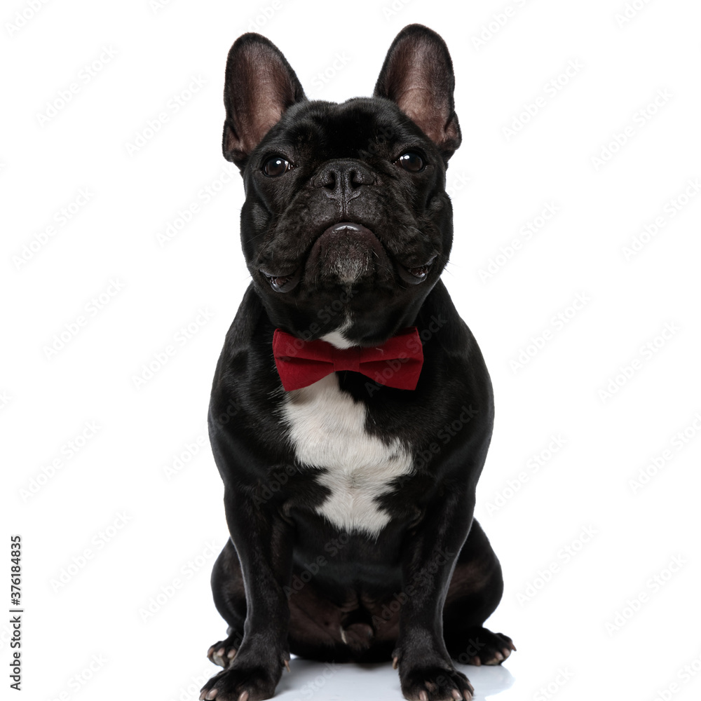 Dutiful French Bulldog puppy wearing bowtie and sitting