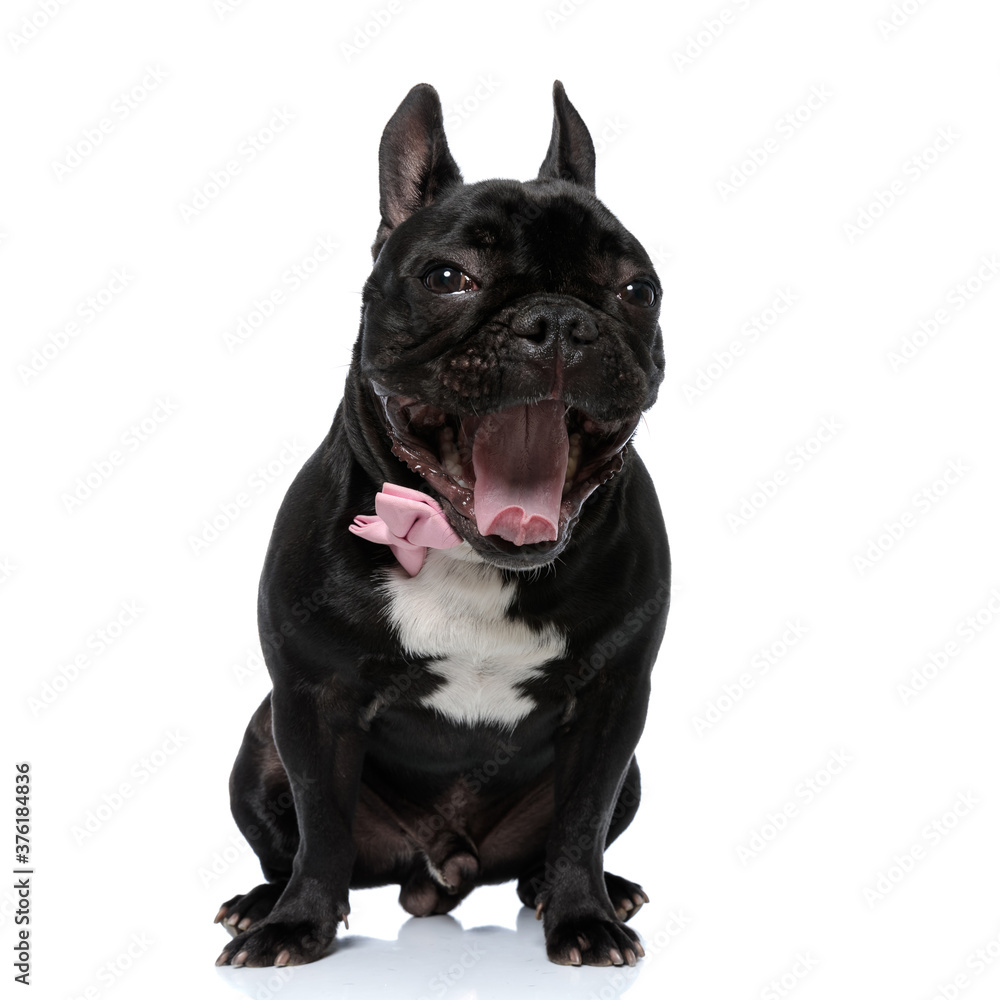 Tired French Bulldog puppy wearing bowtie and yawning