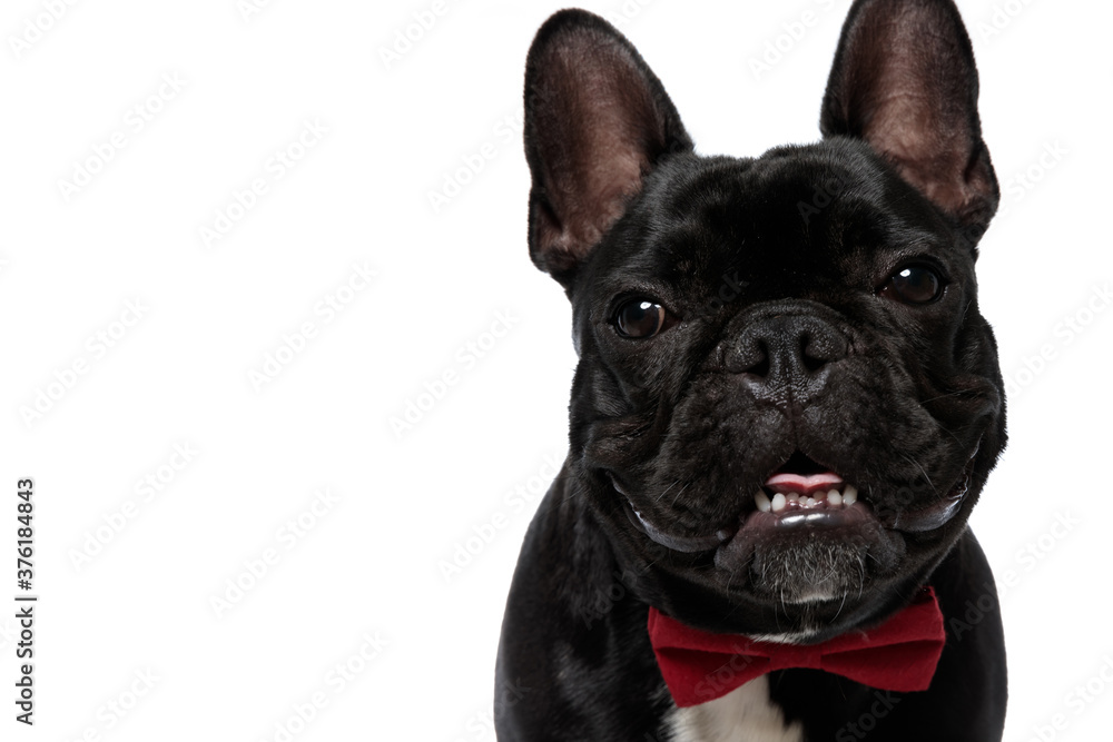 Lovely French Bulldog puppy wearing bowtie, smiling and panting