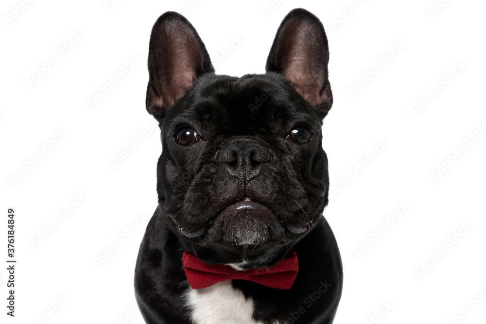 Tough French Bulldog puppy wearing bowtie looking forward