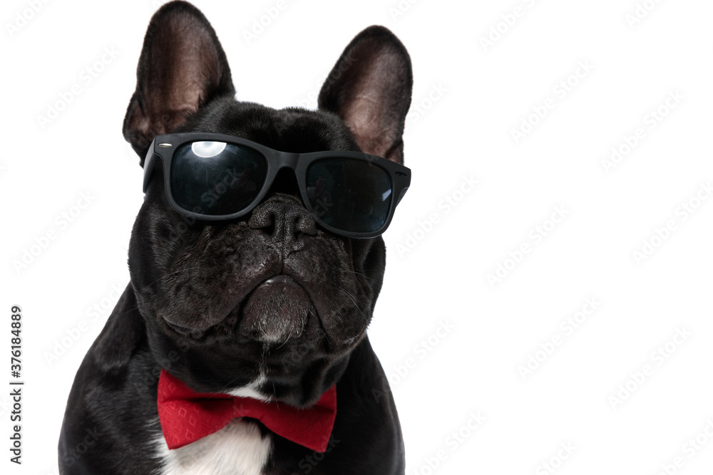 Cool French Bulldog puppy wearing bowtie and sunglasses,