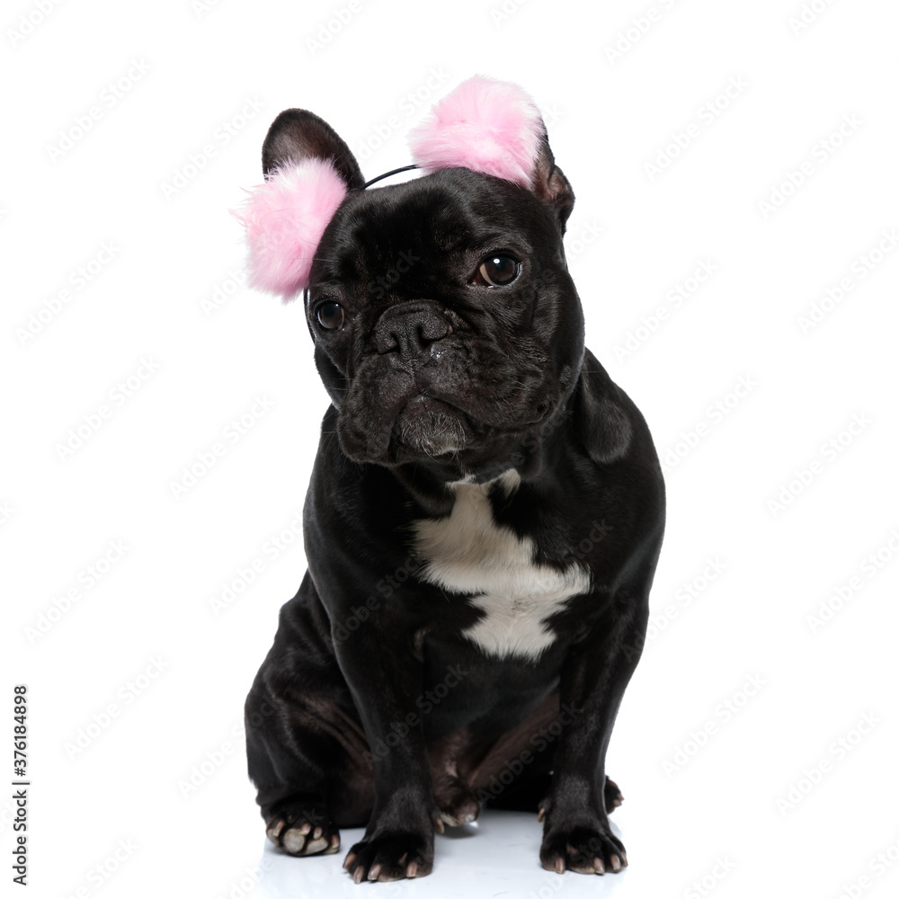 Curious French Bulldog puppy wearing furry pink earmuffs, sitting