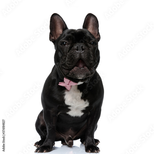 Adorable French Bulldog puppy wearing bowtie and yawning, sitting on white studio background