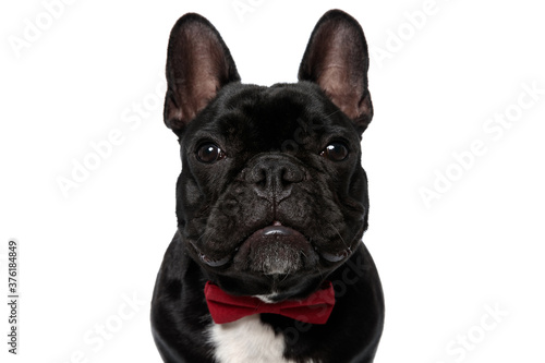 Tough French Bulldog puppy wearing bowtie looking forward © Viorel Sima