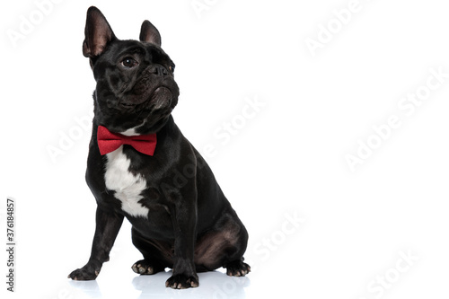 Dutiful French Bulldog puppy wearing bowtie and looking away focused