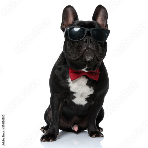 Cool French Bulldog puppy wearing bowtie and sunglasses, sitting © Viorel Sima