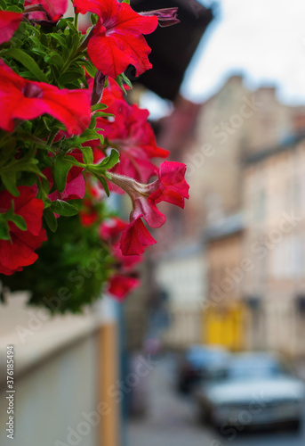 Red petunias on a background of cityscape.