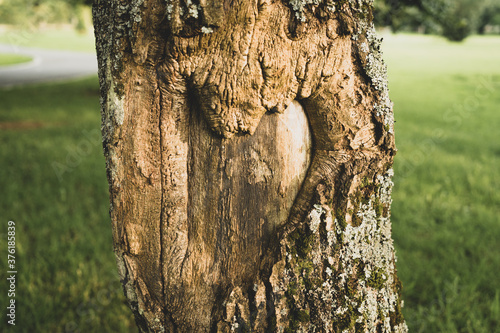 The tree of love. A tree in a public park has the shape of a love heart on its trunk.