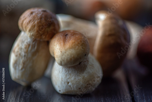 Forest edible mushrooms boletus in the studio on a wooden background close-up.