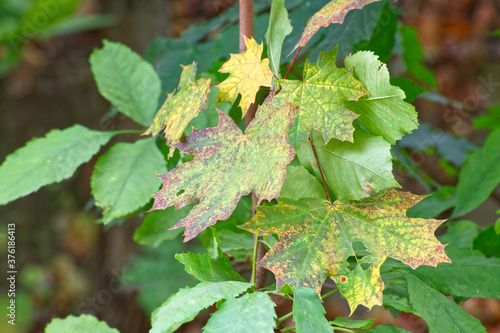 Autumn maple leaves