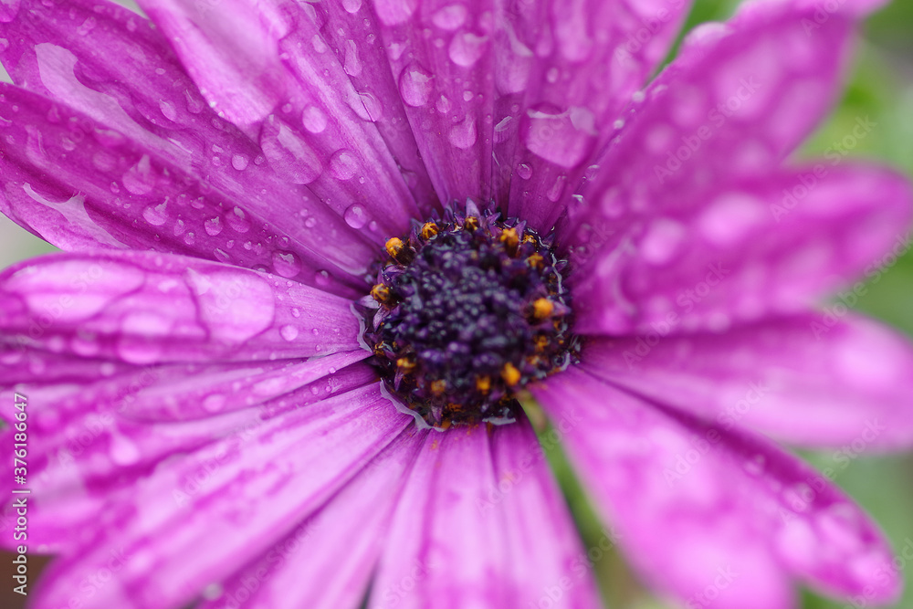 Fototapeta premium Fleur de Bretagne