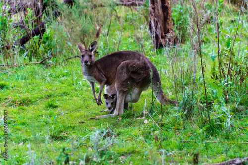 Kangaroo and baby in the Bush of Australian Nature