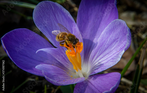 Closeup crocus flower with bee