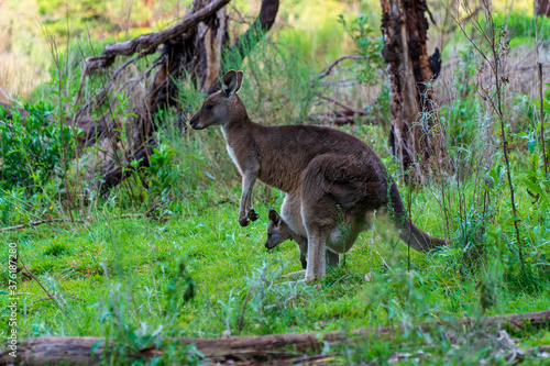 Kangaroo and baby in the Bush of Australian Nature © Cenk