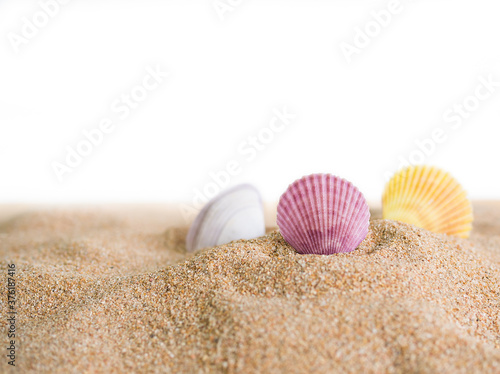 Sea shell on sand desert pile isolated on white background. for contains articles about the sea or travel summer in holiday or environmental protection.