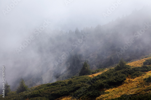 Amazing foggy autumn day. Landscape with high mountains. Forest of the pine trees. The early morning mist. Touristic place. Natural landscape. Free space for text.