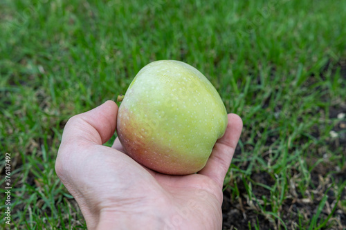 Apfel nach der Erte in der Hand