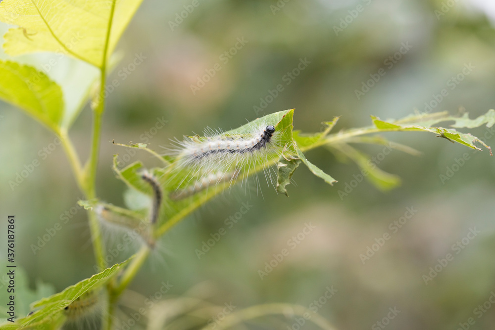 桑の葉を食べるアメリカシロヒトリの幼虫　-Fall Webworm-