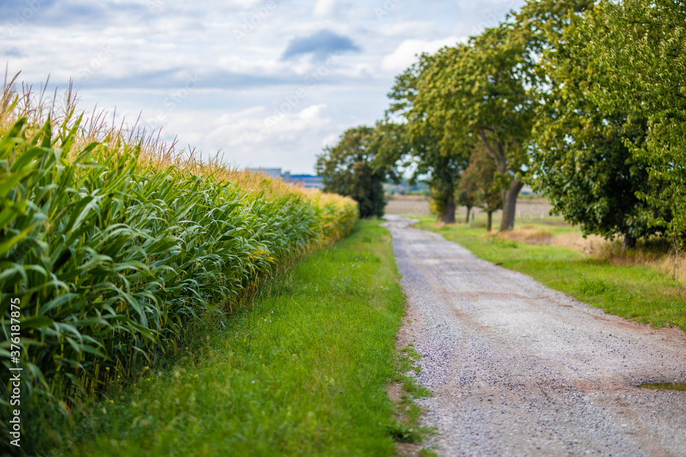 Obraz premium Maisfeld am Feldweg auf dem Land