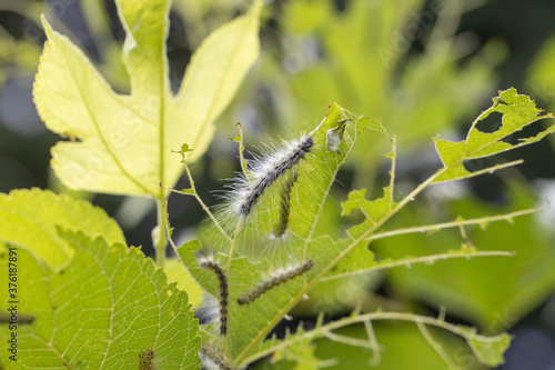 桑の葉を食べるアメリカシロヒトリの幼虫　-Fall Webworm- photo