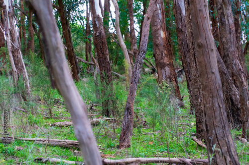 Trees surrounded by grass in Australian forrest green © Cenk