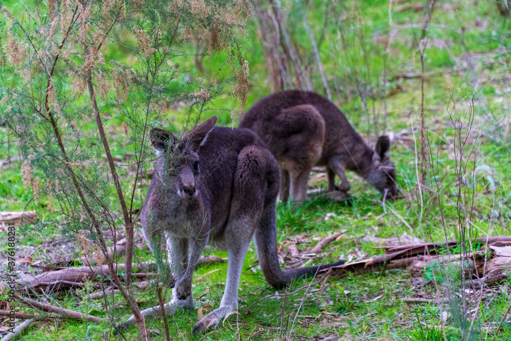 Huge Kangaroo in the Bush of Australian Nature Huge Kangaroo in the Bush of Australian Nature
