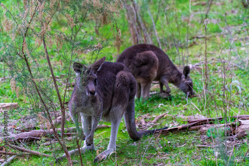 Huge Kangaroo in the Bush of Australian Nature