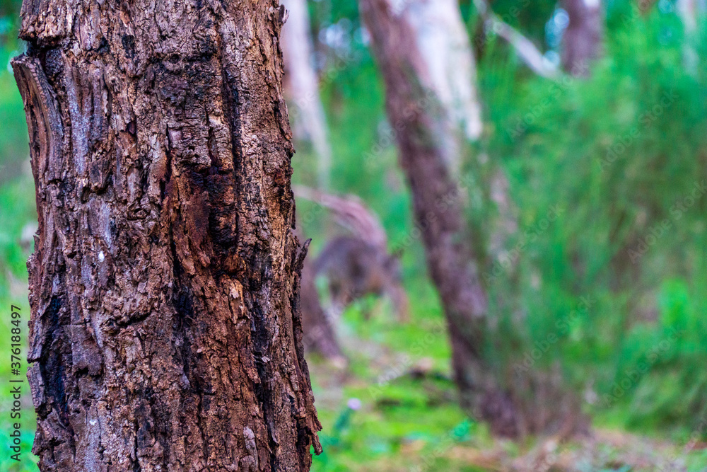 brown tree stump with greens in the background forrest brown tree stump with greens in the background forrest