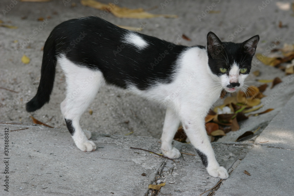 Katze, Malediven, Urlaub, Palmen, draußen, Ozean, Meer, Vögel, Wasser, Natu, wunderschöne Blumen