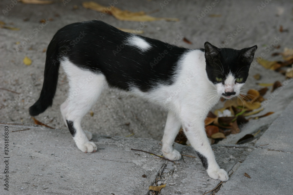 Katze, Malediven, Urlaub, Palmen, draußen, Ozean, Meer, Vögel, Wasser, Natu, wunderschöne Blumen