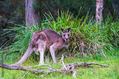 Huge Kangaroo in the Bush of Australian Nature