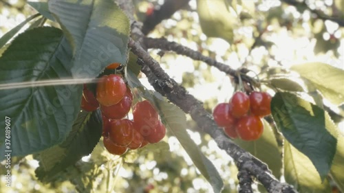 Cherry tree