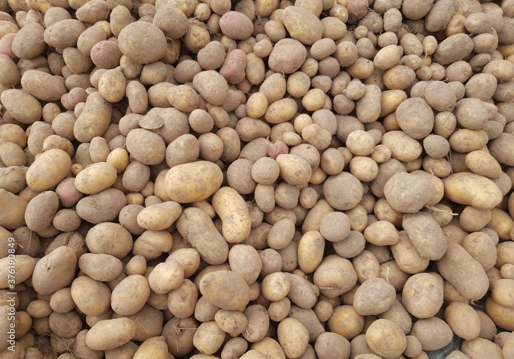 Potato background. Collecting the potato harvest Potato background. Collecting the potato harvest