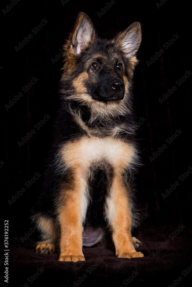 fluffy german shepherd puppy looking fluffy german shepherd puppy looking
