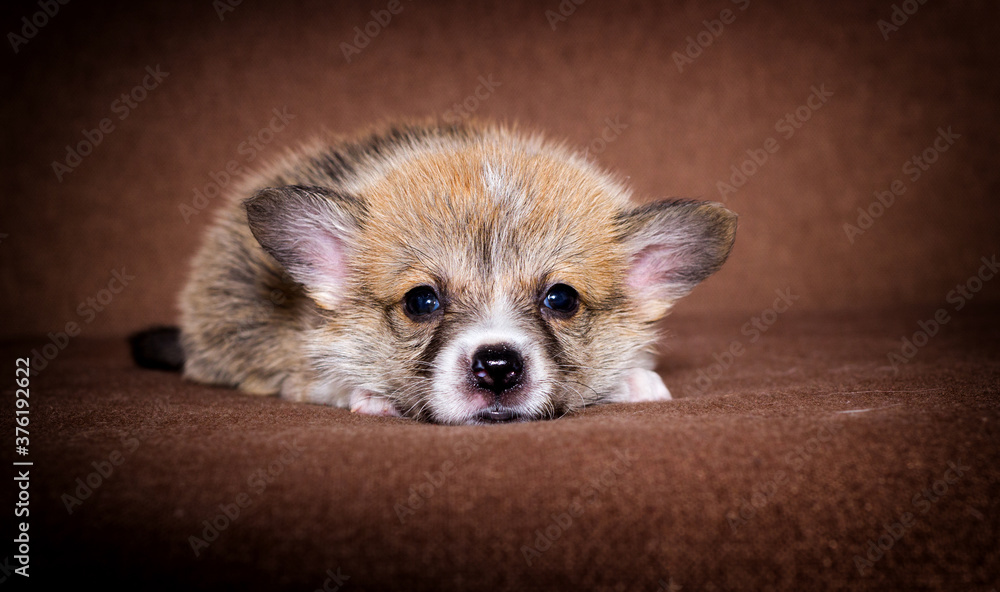 Obraz premium mały rudy szczeniak welsh corgi