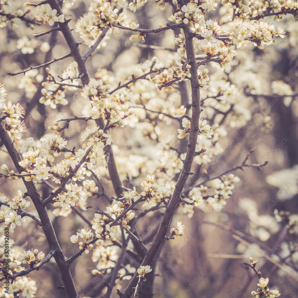 Frühling Frühling