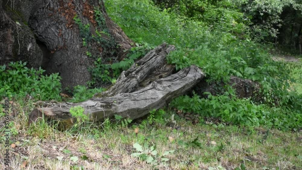 At the foot of a hundred-year-old tree At the foot of a hundred-year-old tree