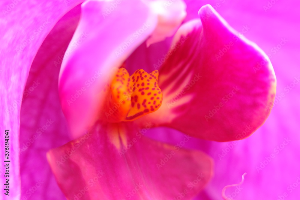 close up of pink flower
