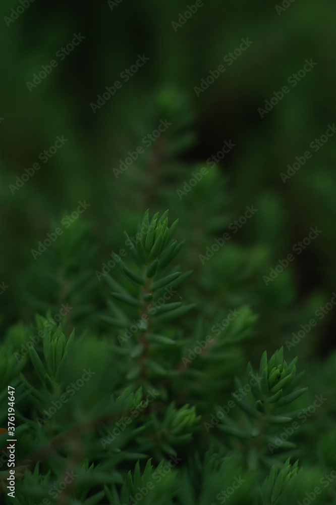 Small green pine grows in the garden